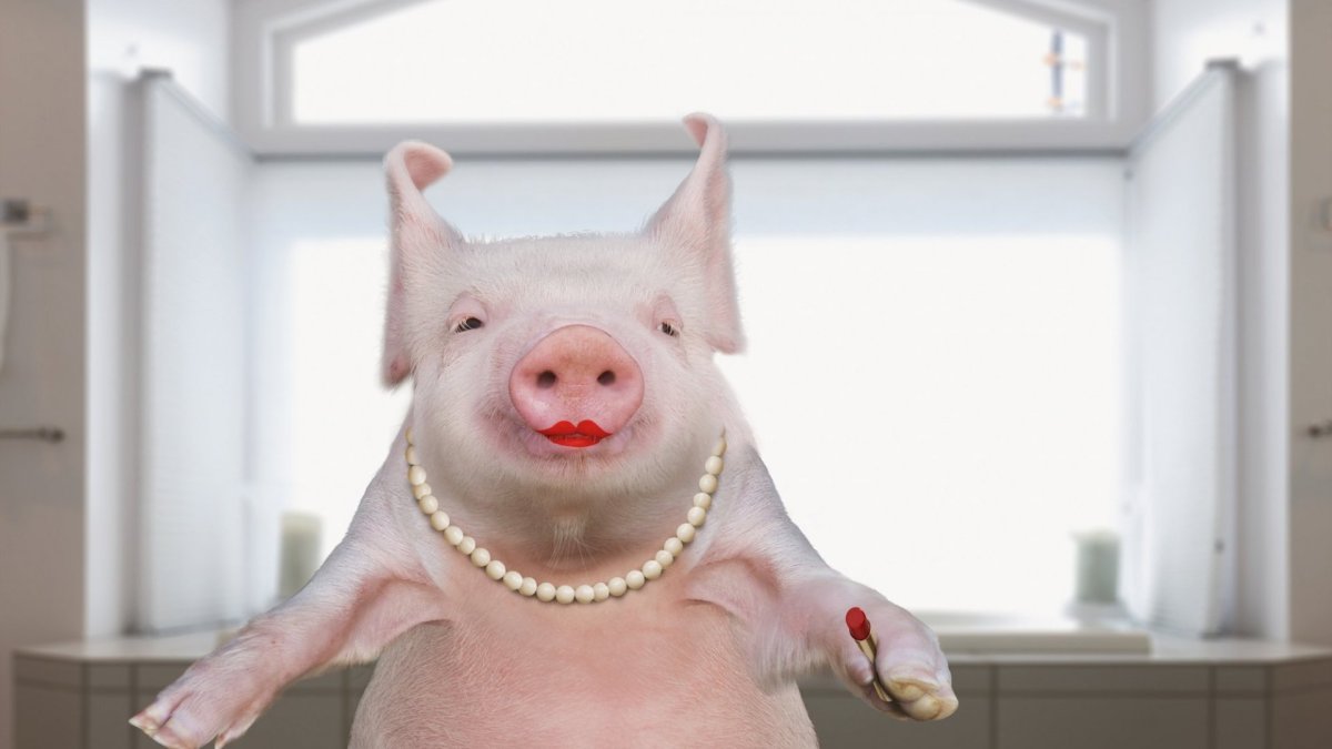 Плавающие свиньи на Багамах