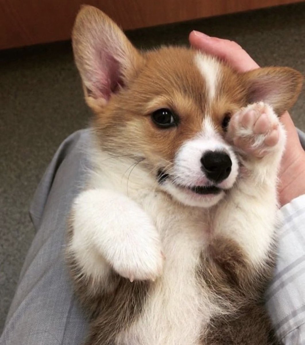 Сиба ину хот дог