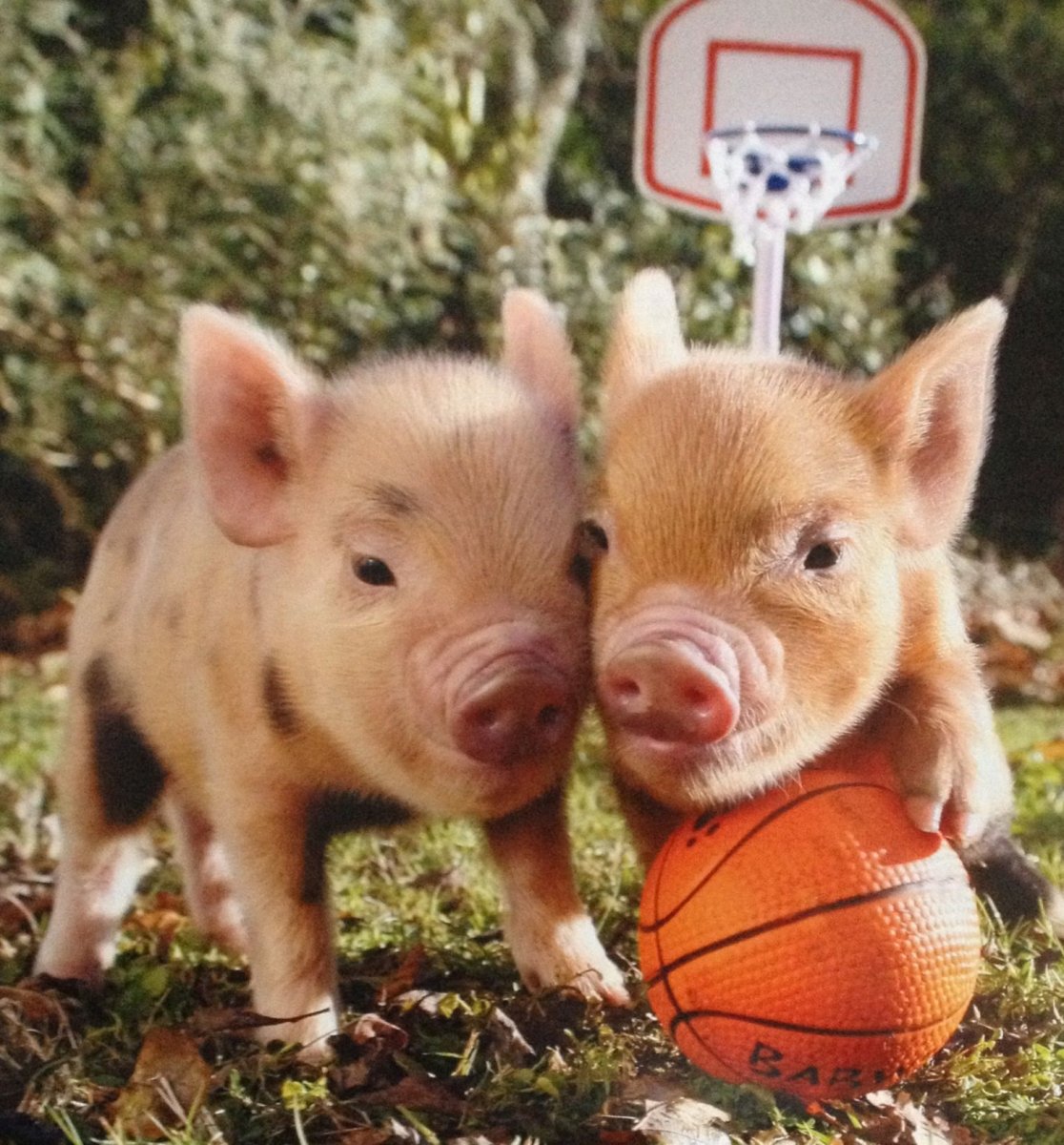 Смешные хрюшки