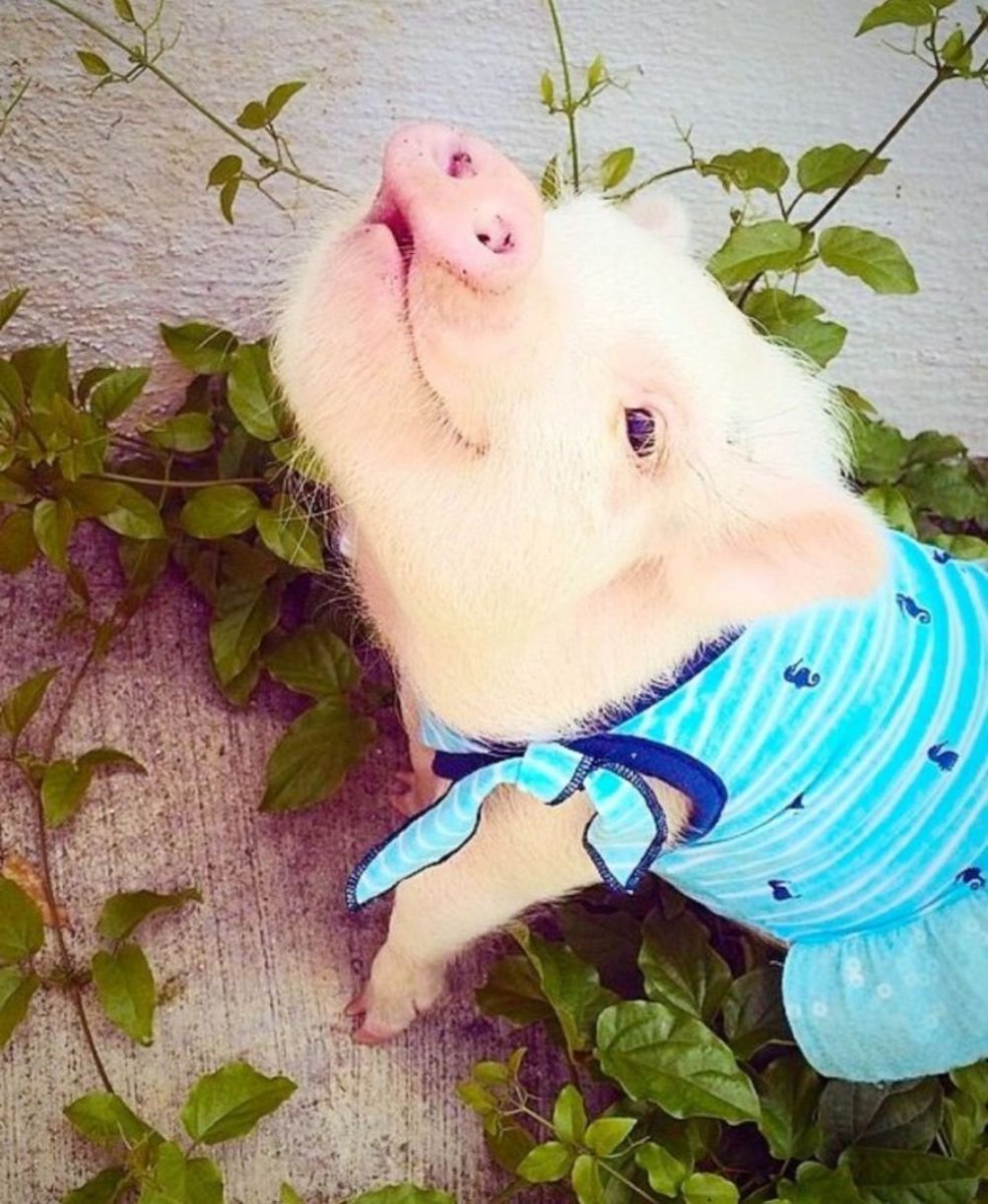 Две гламурные свиньи