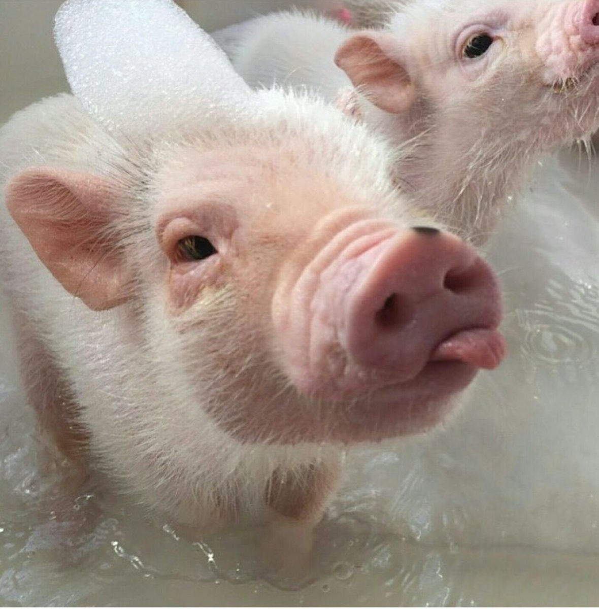 Нарядная хрюшка