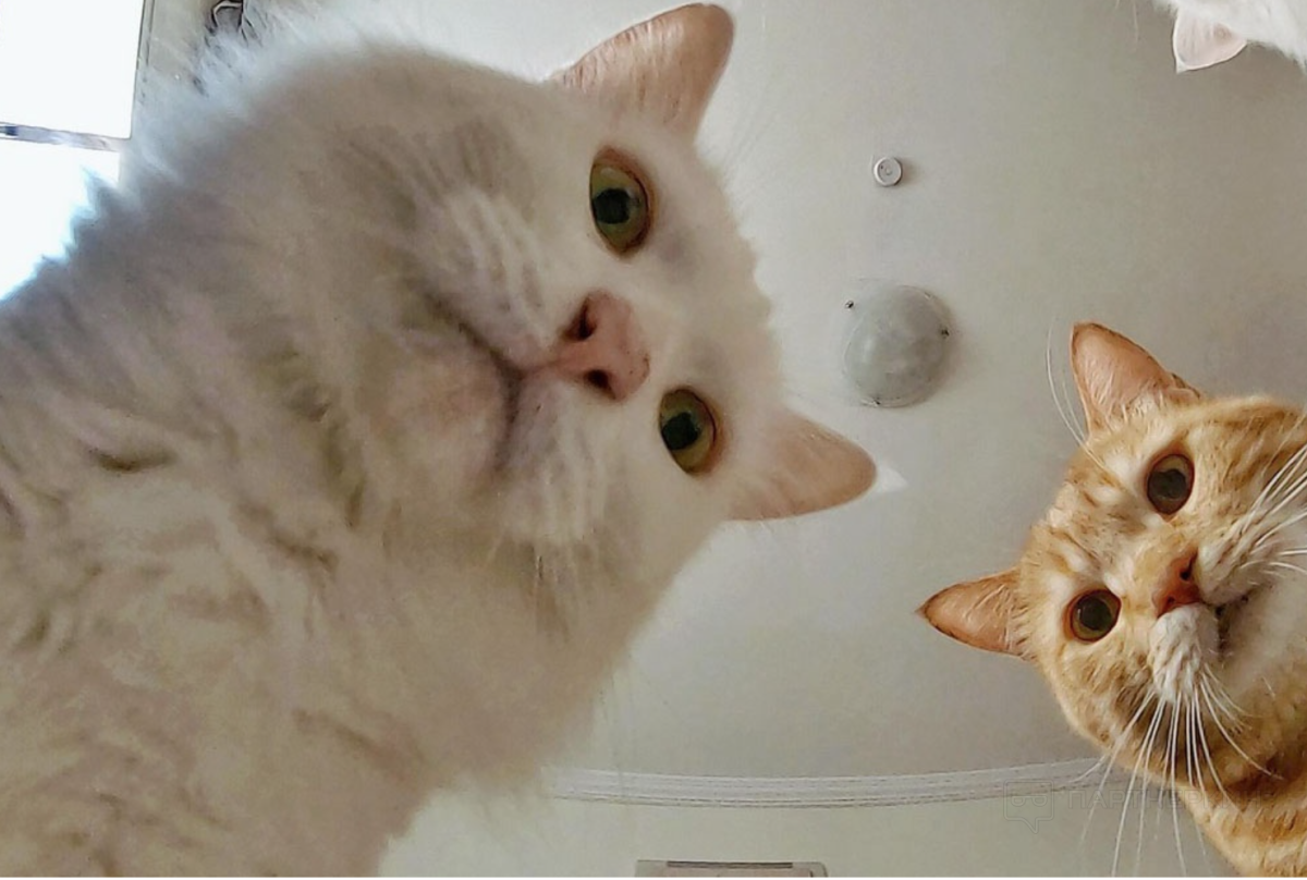 Коты мемы