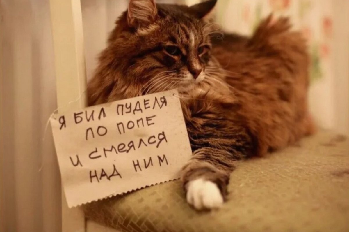 Кот с табличкой