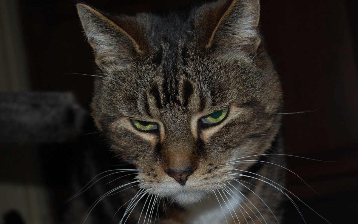 Суровый взгляд кота