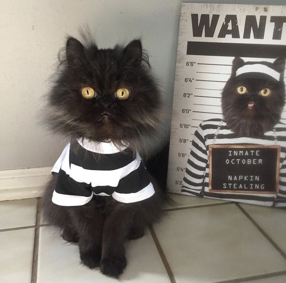 Кот заключенный