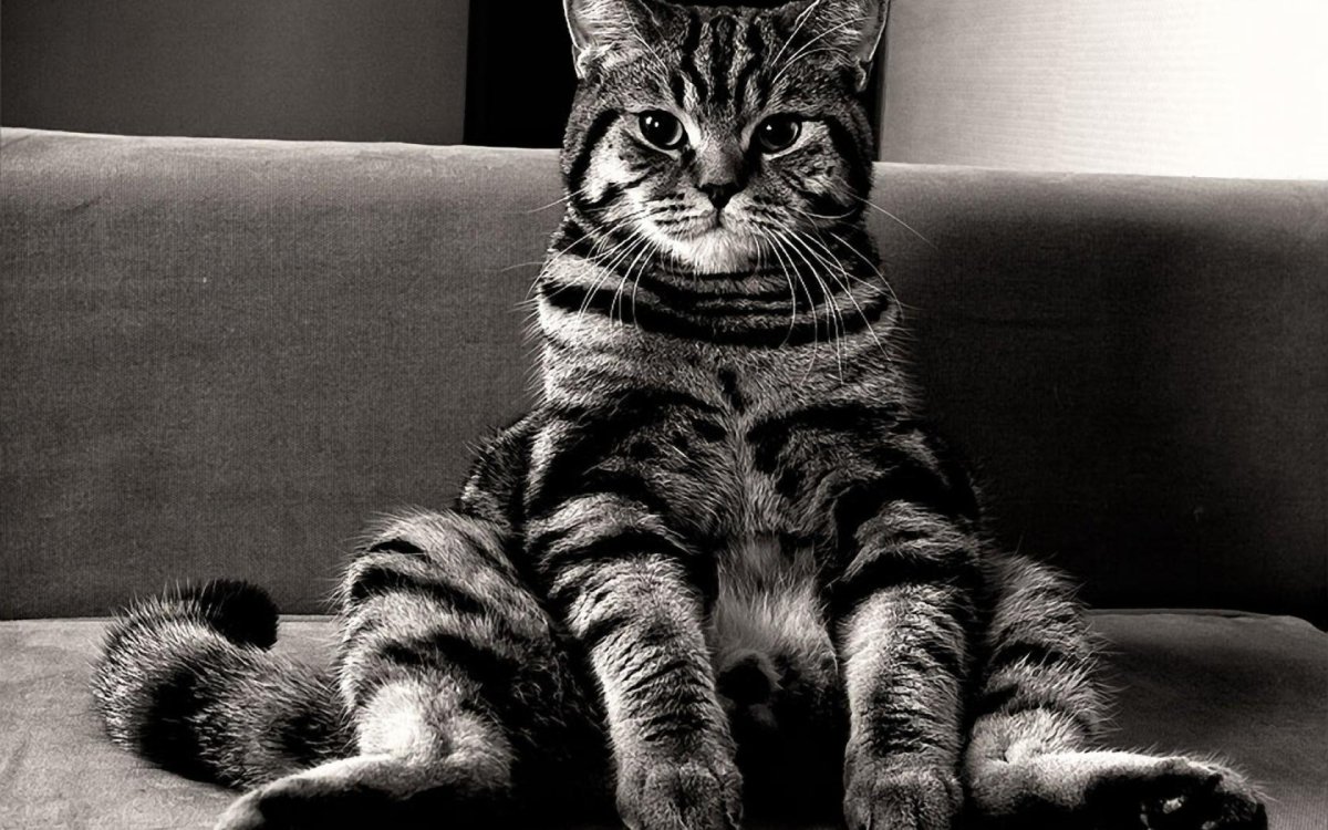 Смешной кот сидит