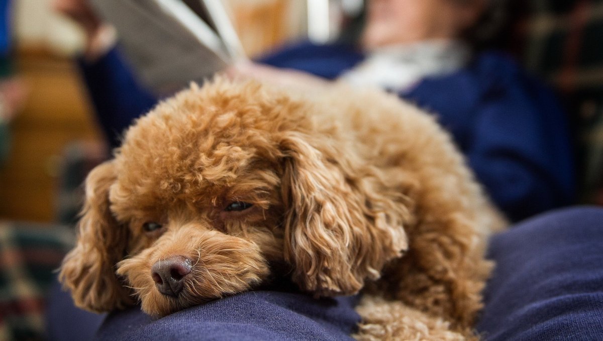 Той пудель кучерявый