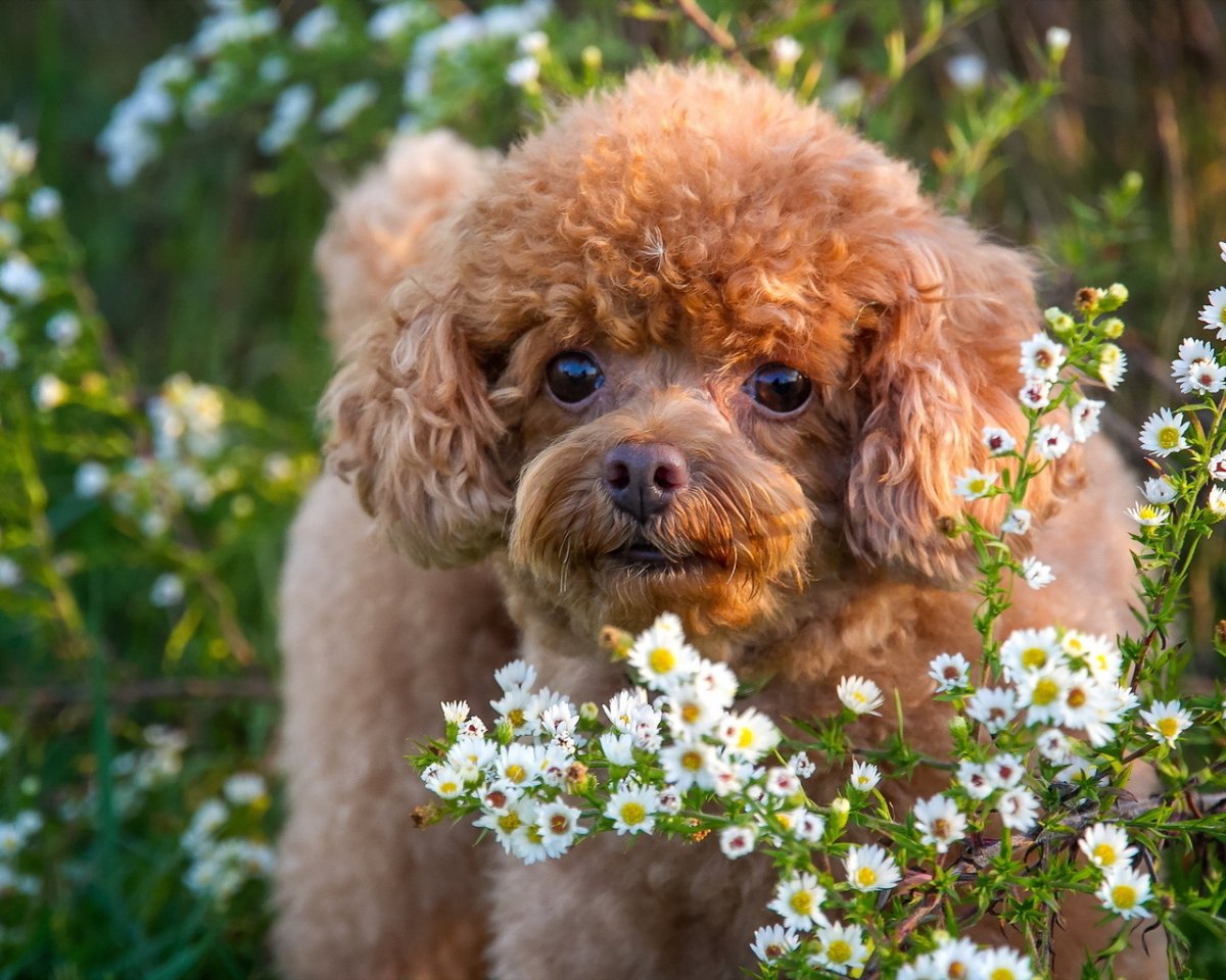 Пудель карликовый абрикосовый