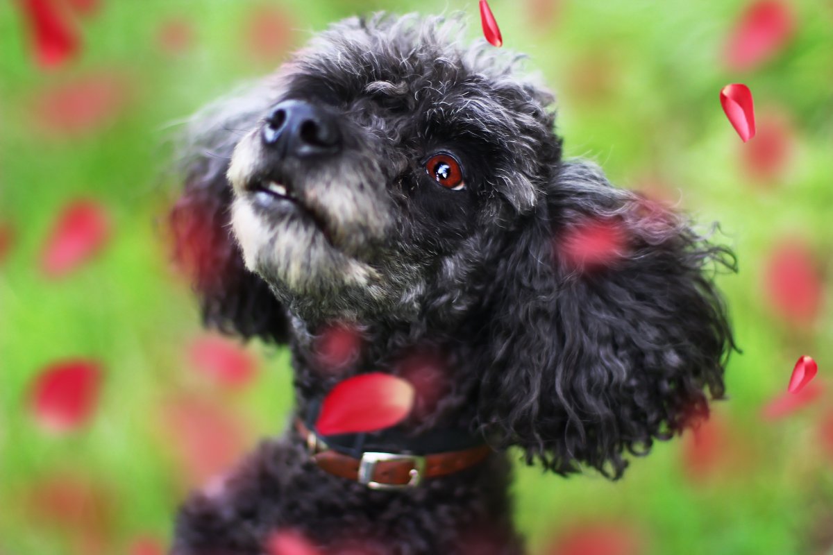 Карликовый пудель