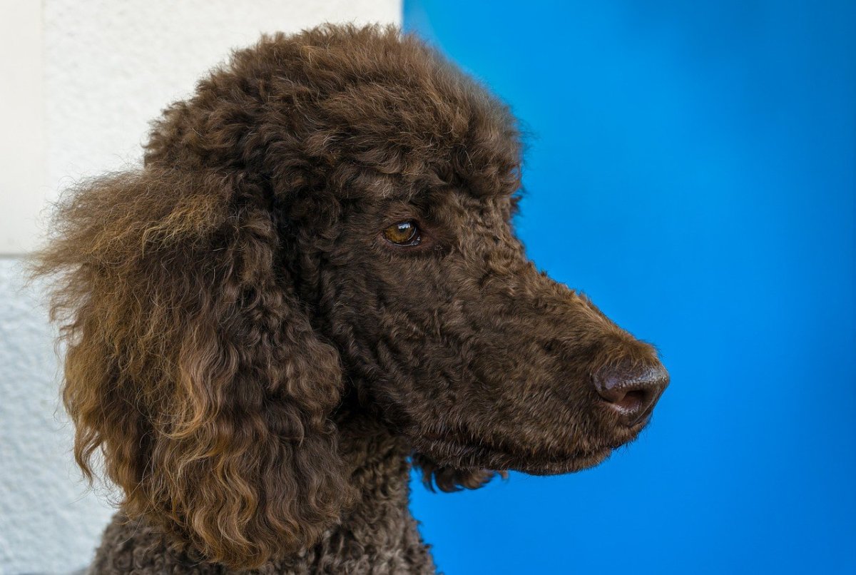 Большой шнуровой Королевский пудель