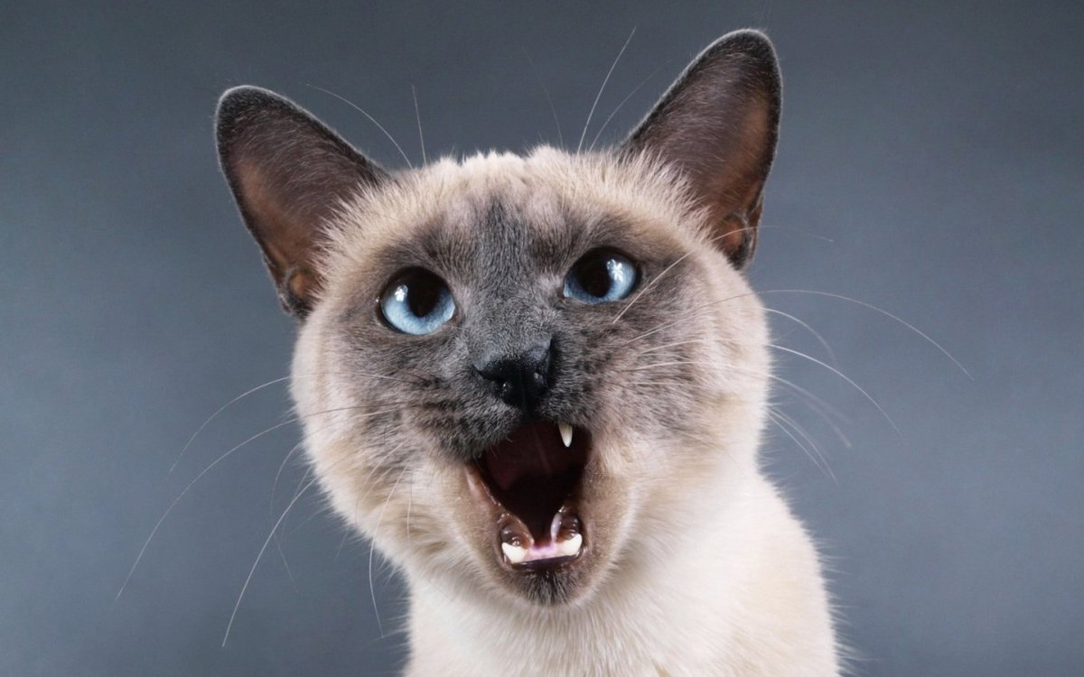 Сиамский кот косоглазый