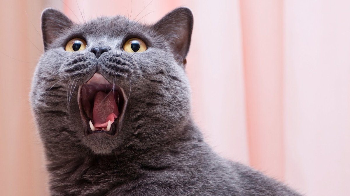 Кричащий кот