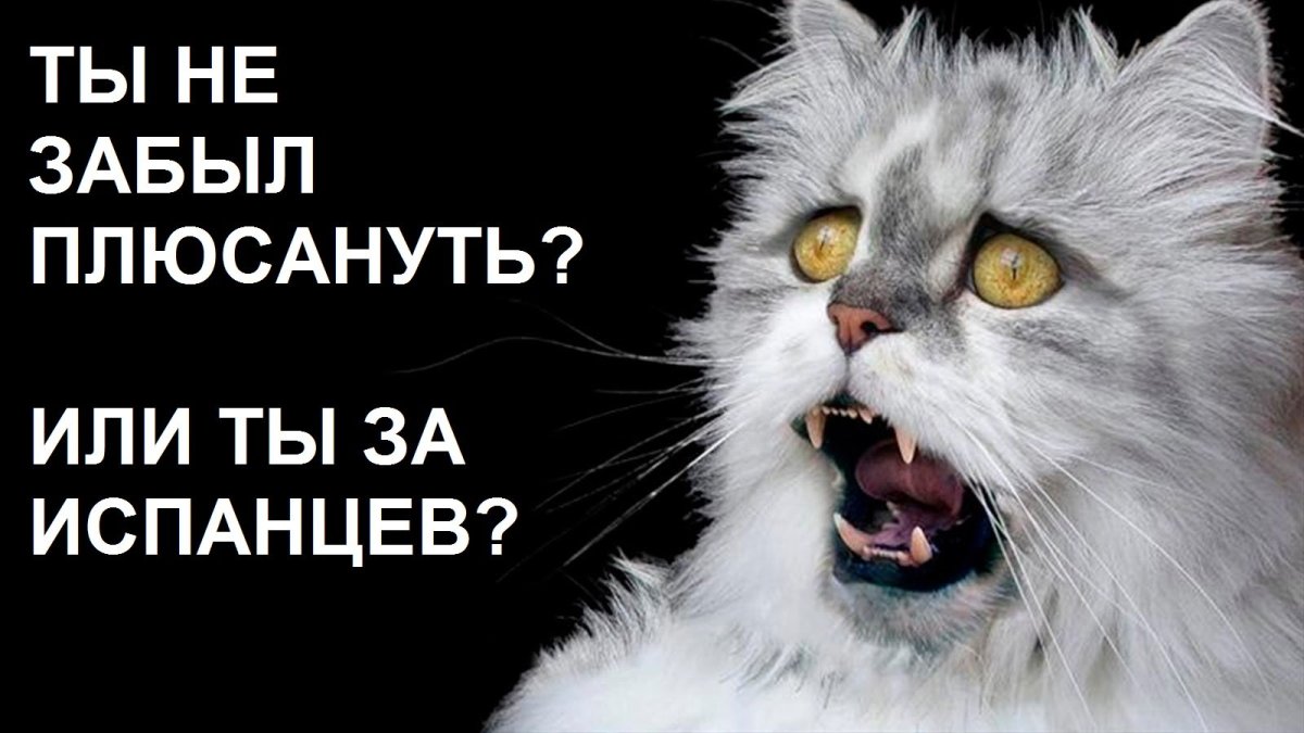 Котик в ужасе
