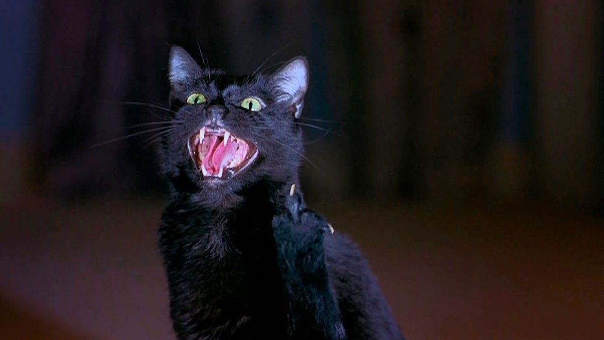 Кот из фильма очень страшное кино 2