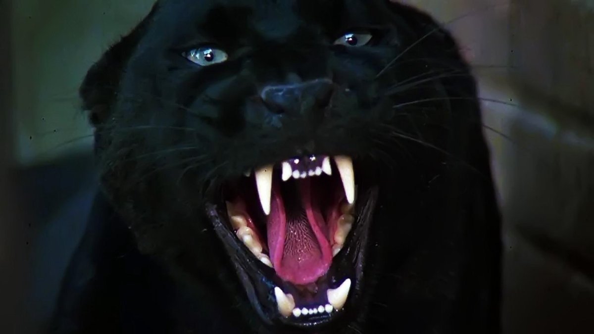 Убийцы черной пантеры