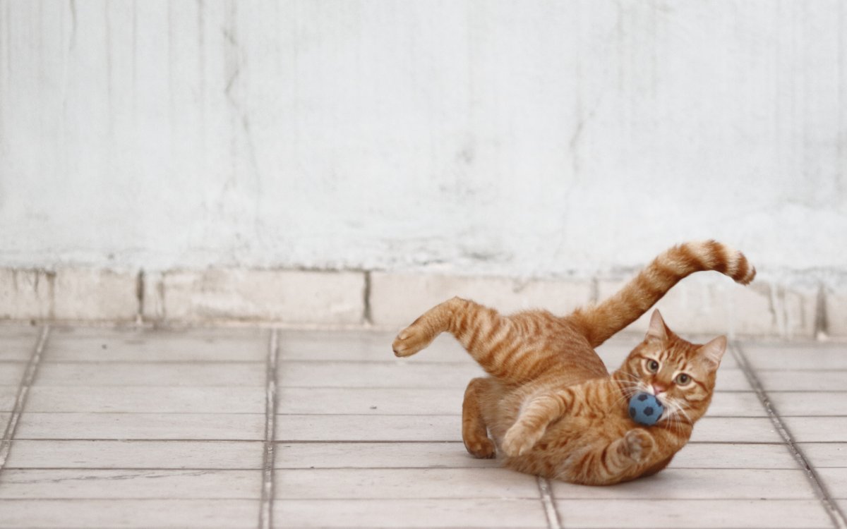 Рыжий кот играет