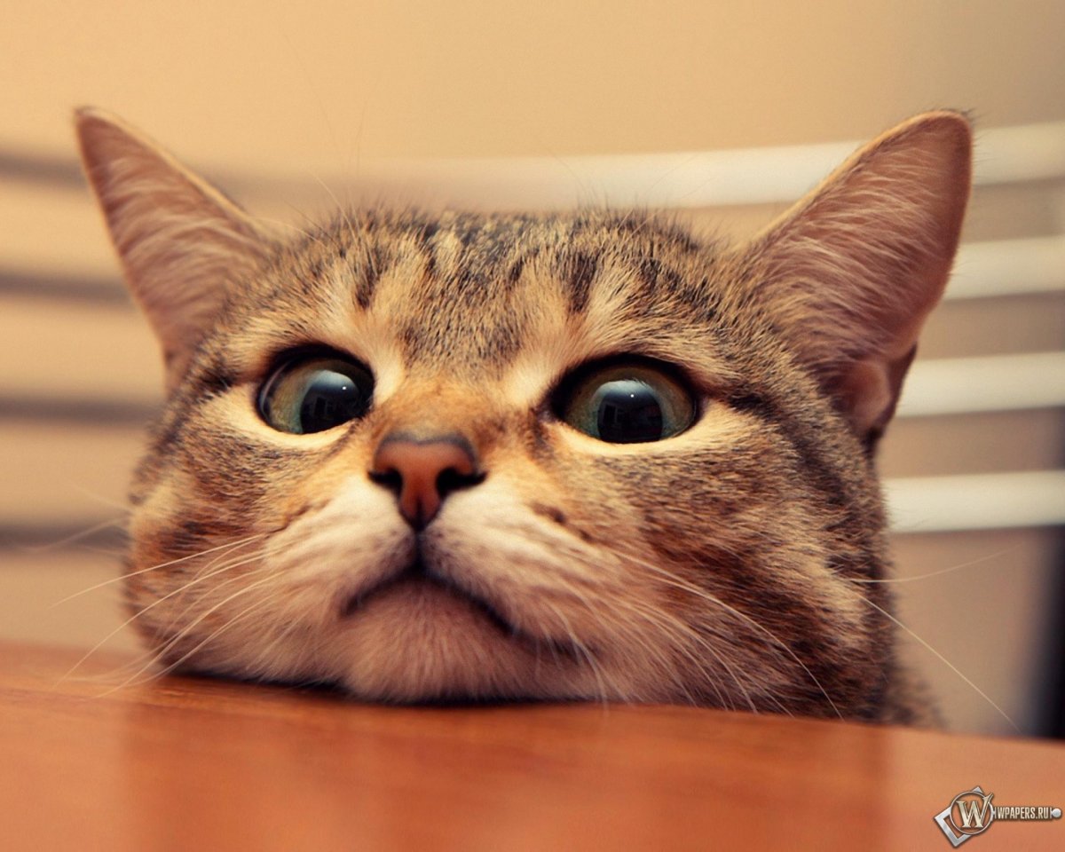 Обои кот