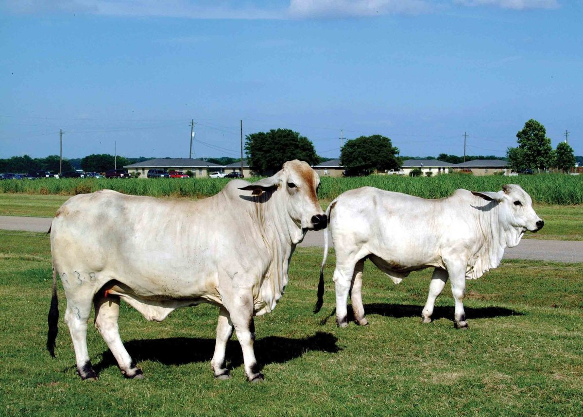Black-and-White Breed of bulls and Cows