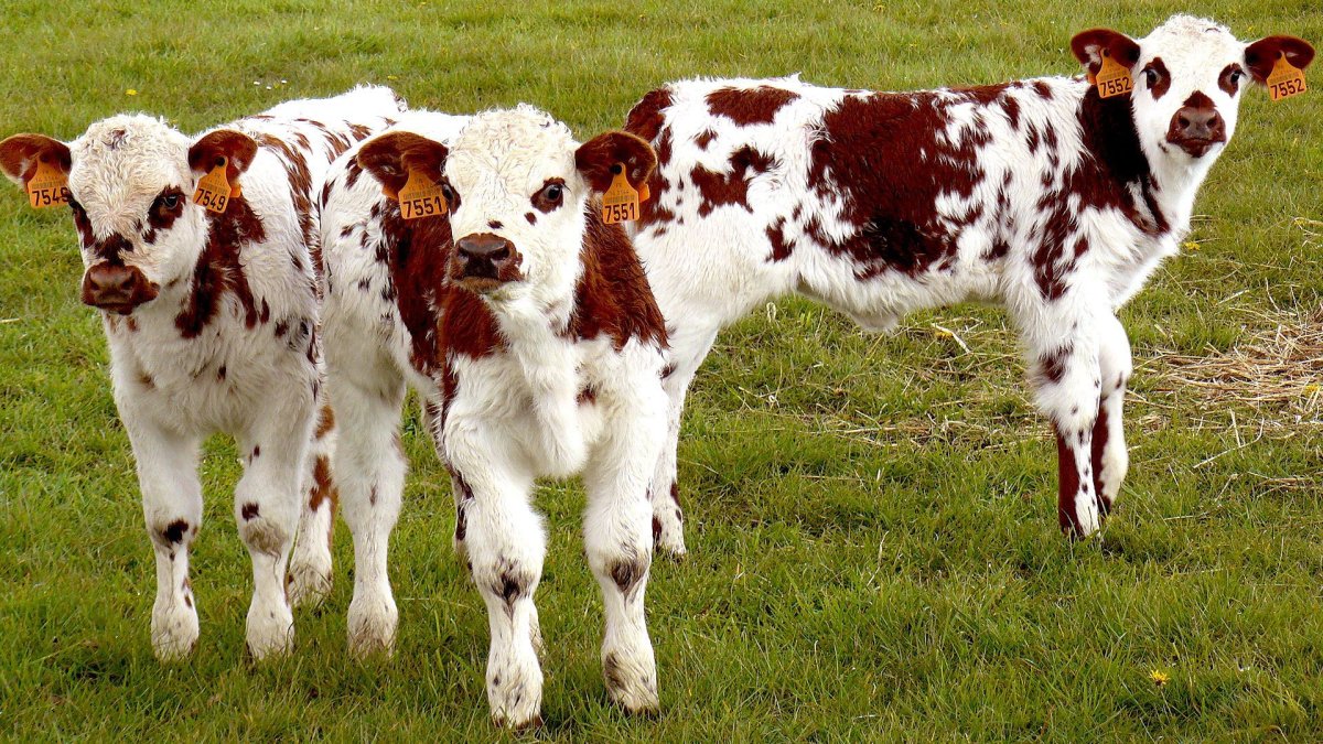 Италия Страна телят