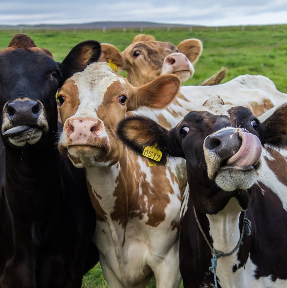 Сельскохозяйственные животные