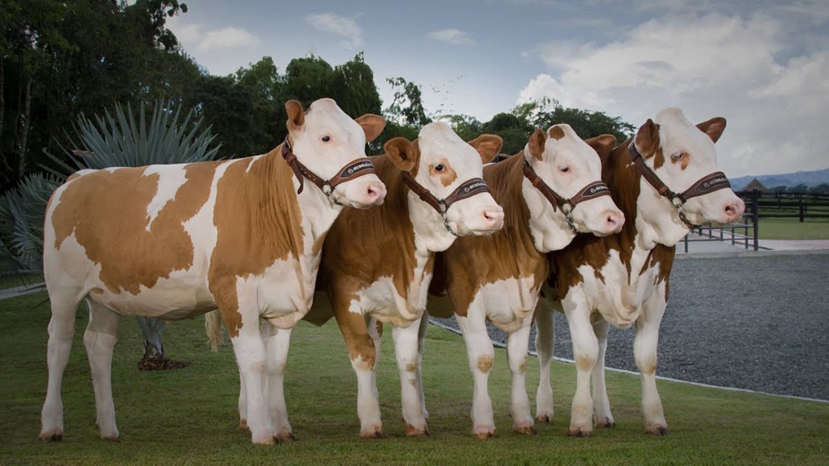 Белая Аквитанская порода КРС
