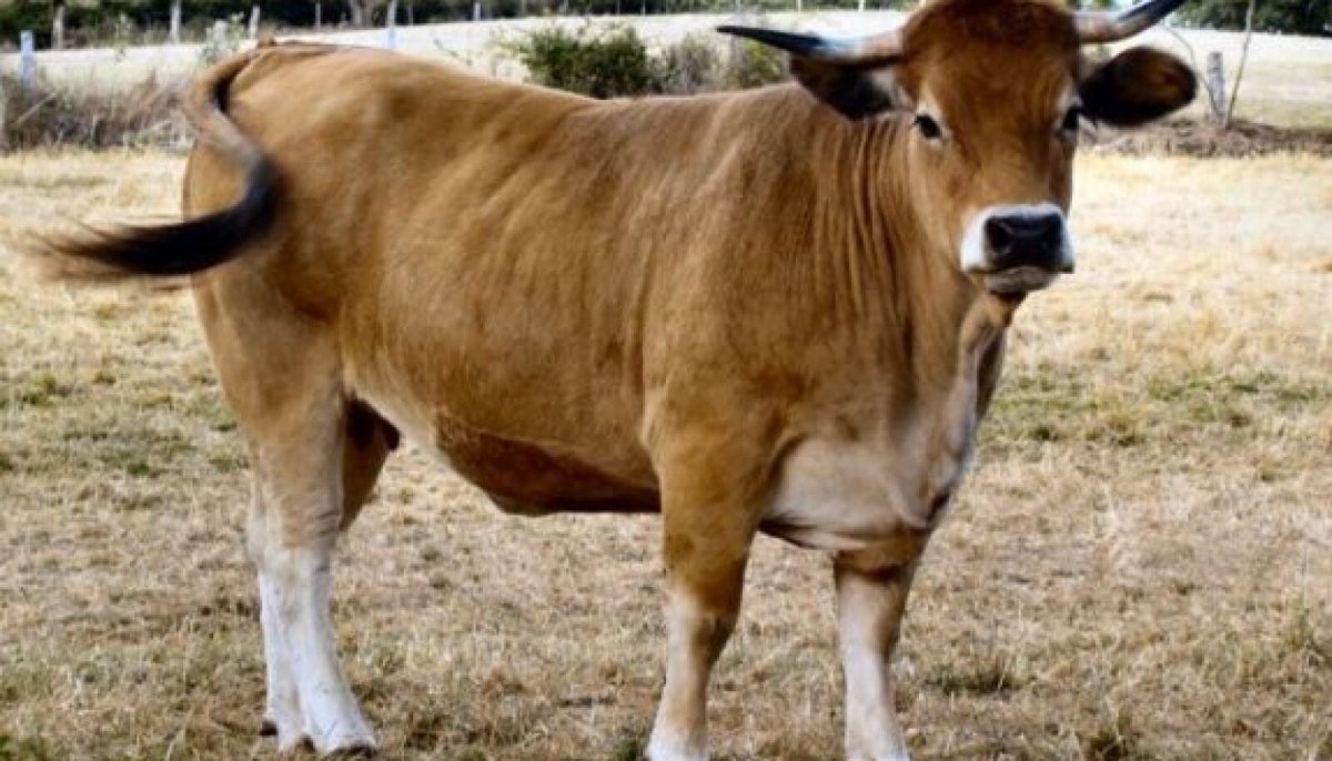 Плакат породы КРС