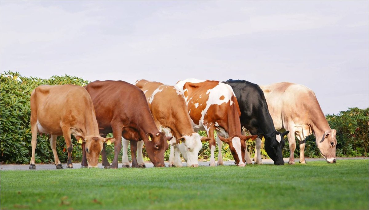 Племенные коровы