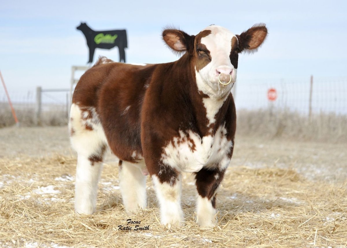 Айова порода коров