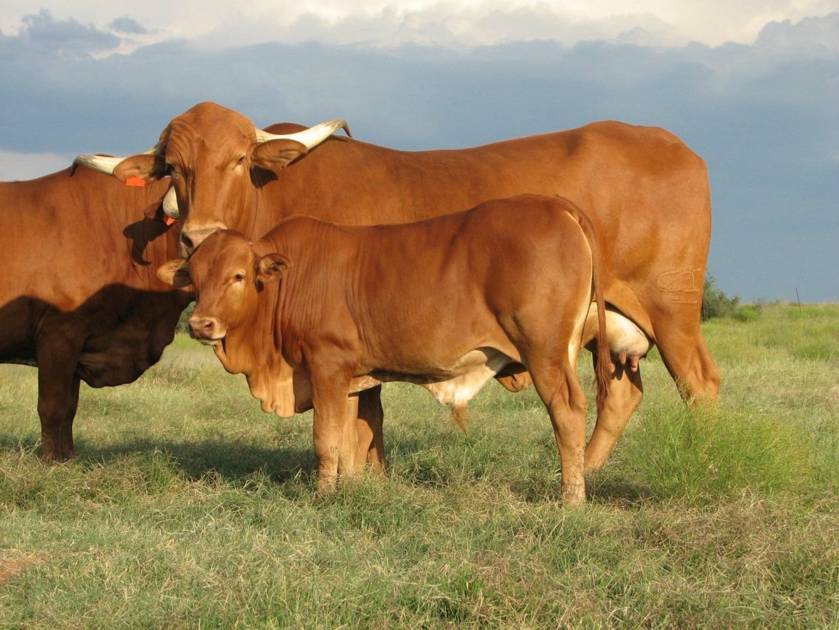 Корова породы зебу