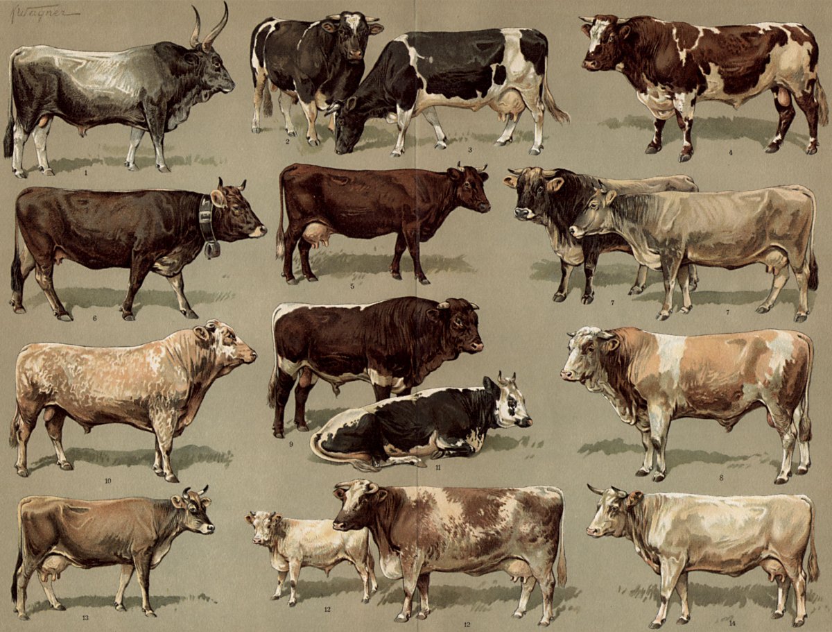 Разные породы коров