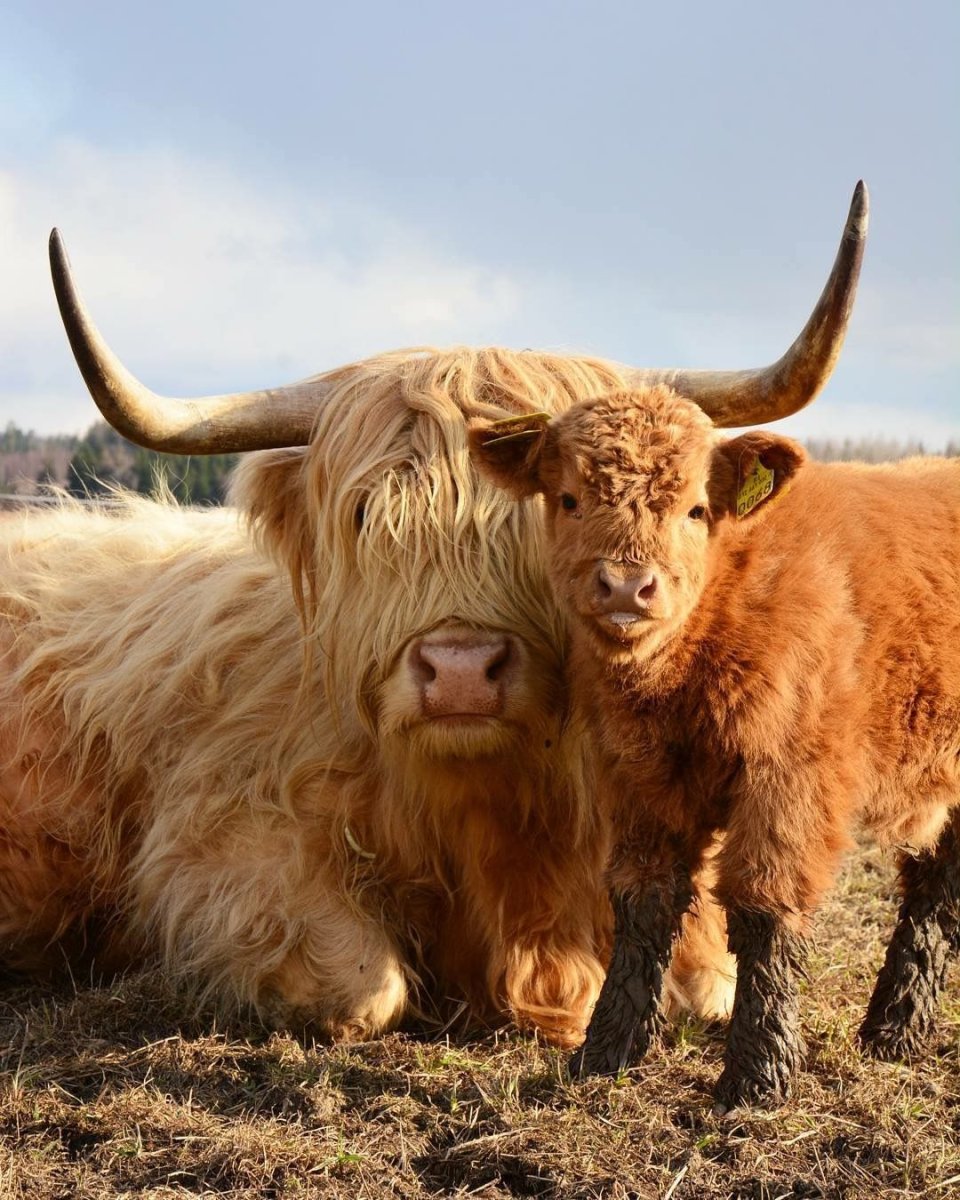 Хайленд коровки