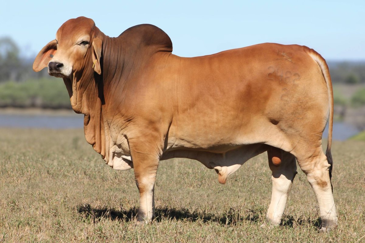 Корова в разных ракурсах