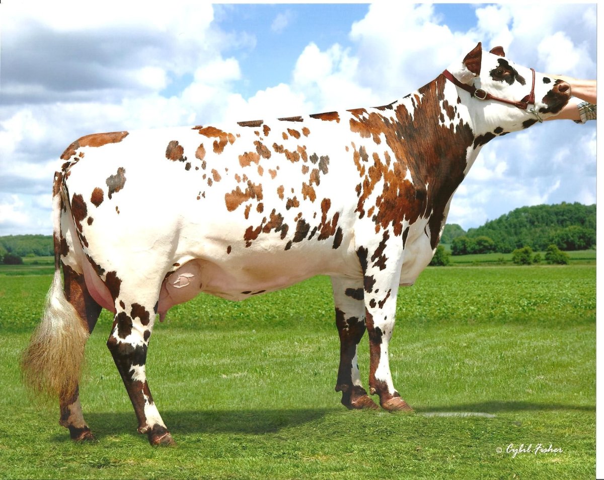 Большой теленок