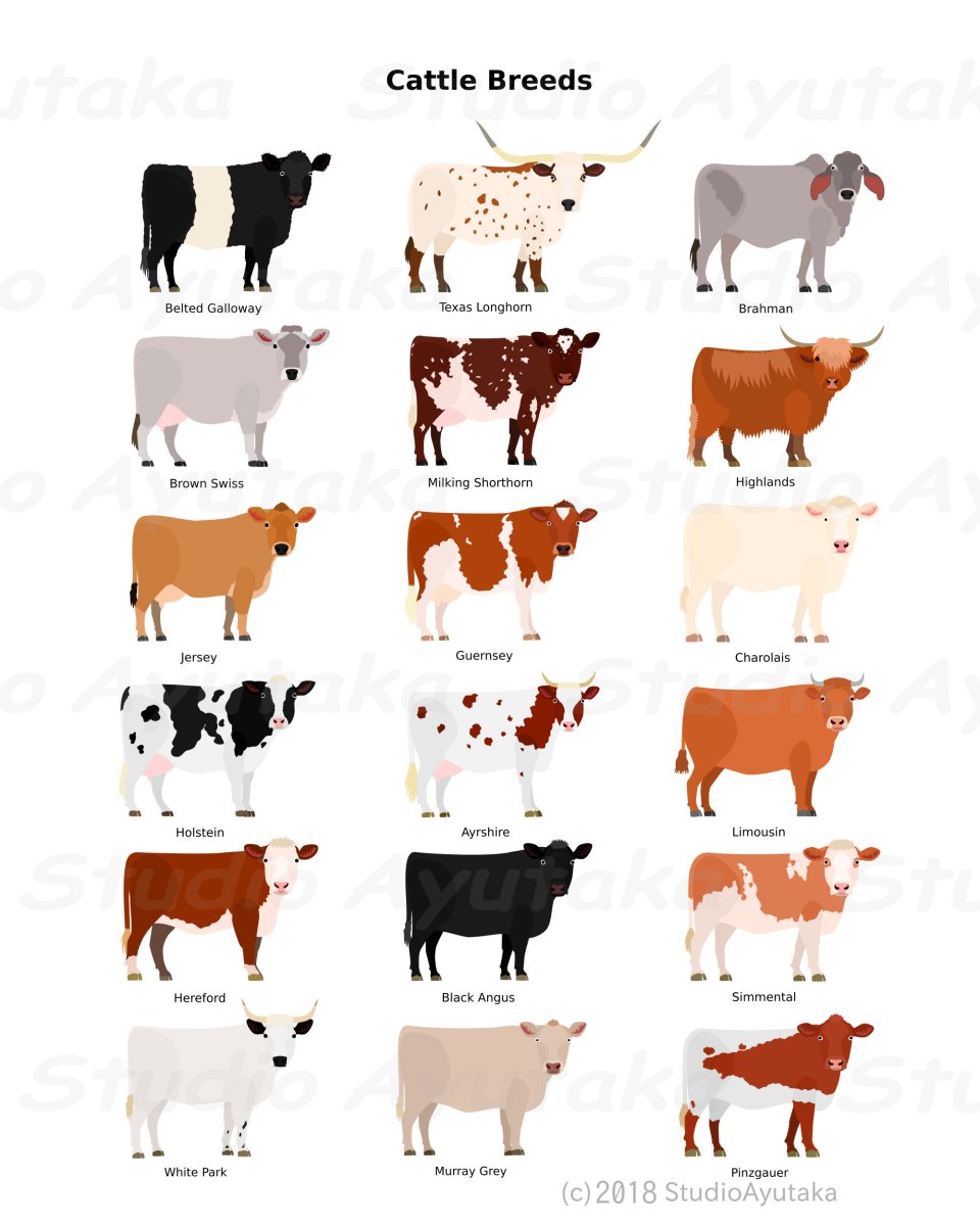 British Cattle Breeds posters