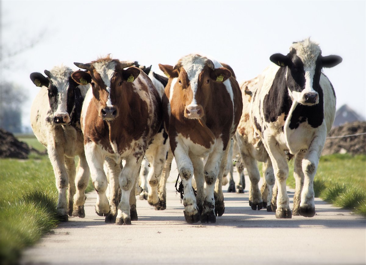 Гернзейская порода коров