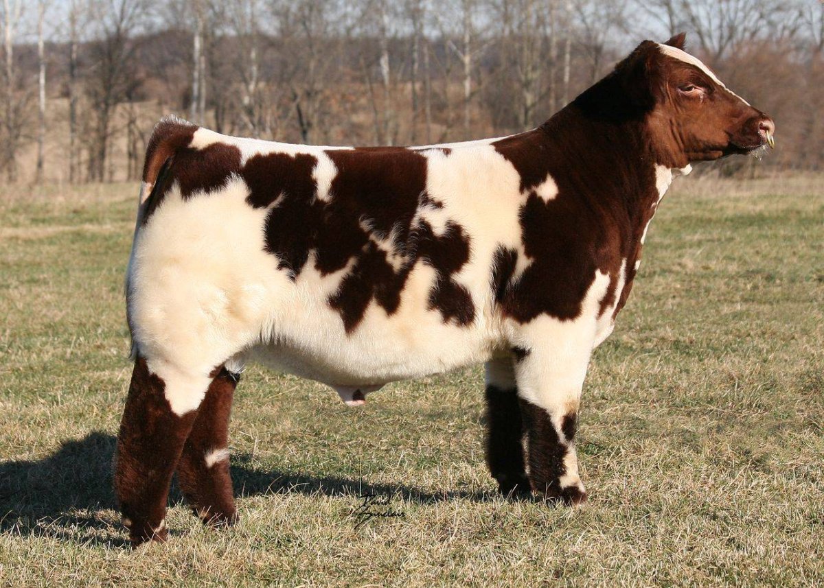 Порода Быков Браман