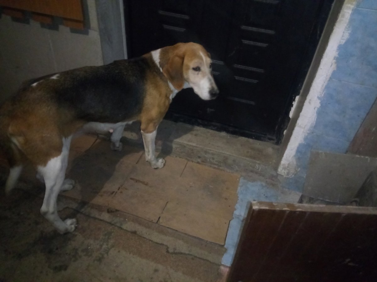 Собачьи свадьбы на улицах