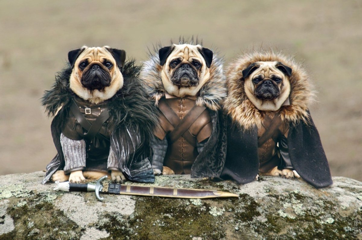 Три смешные собаки