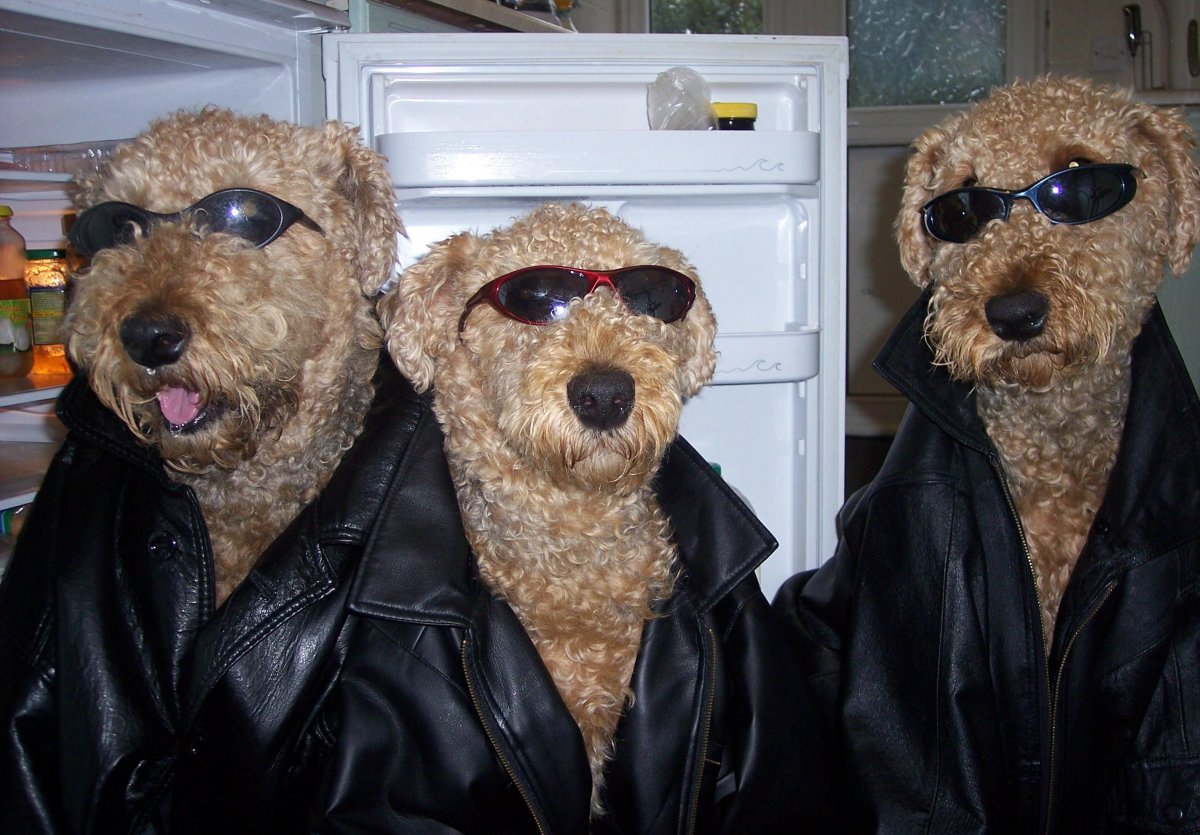 Ротвейлер в горах