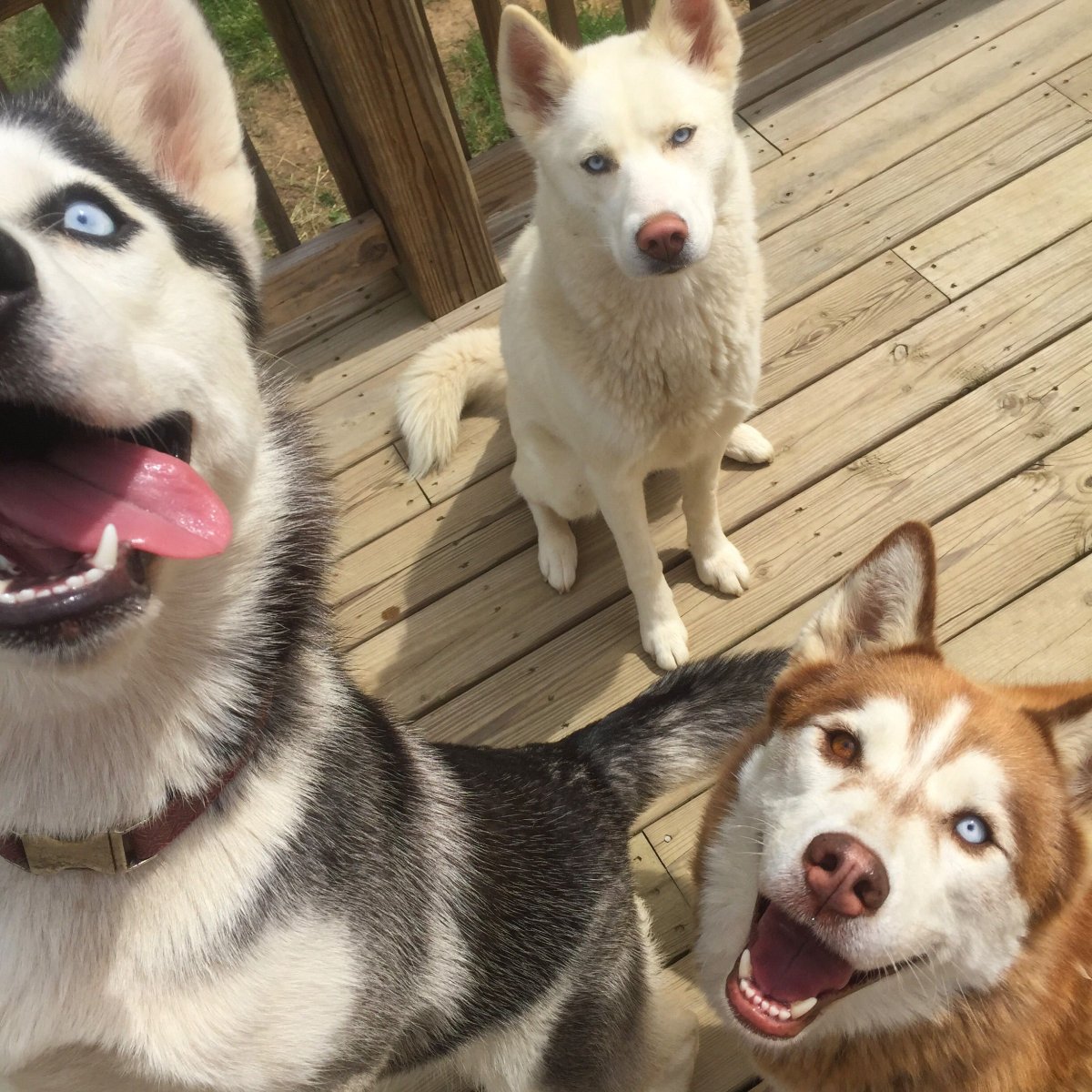 Красивые собаки