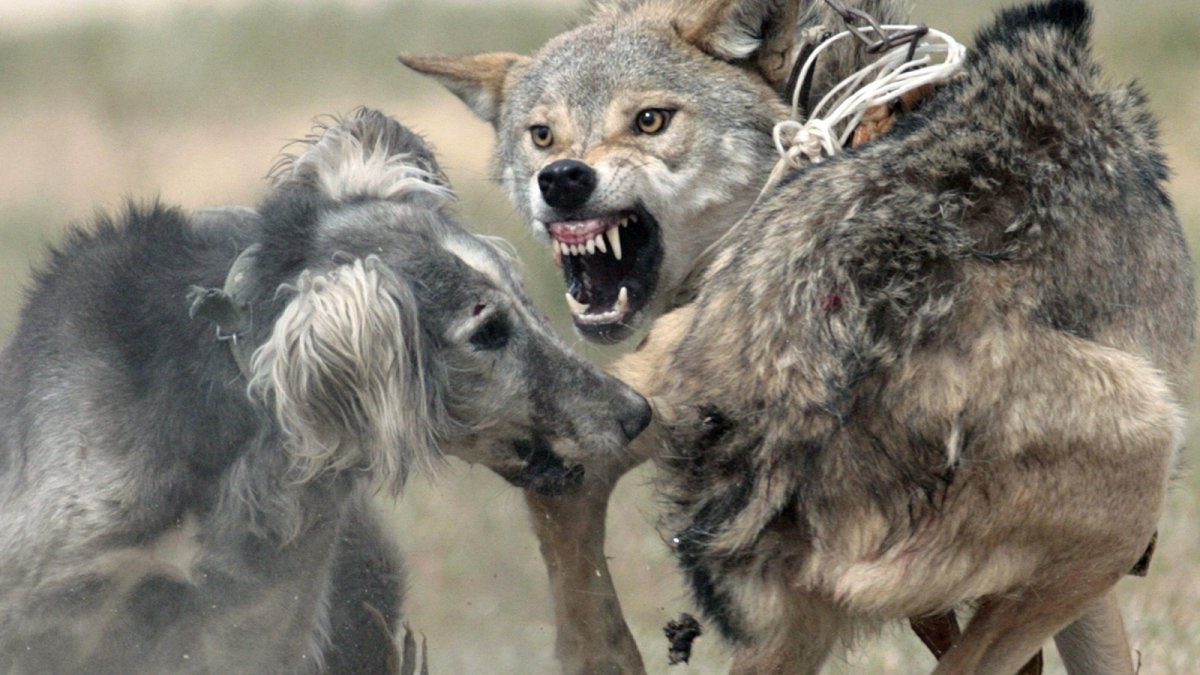 Волки смеются