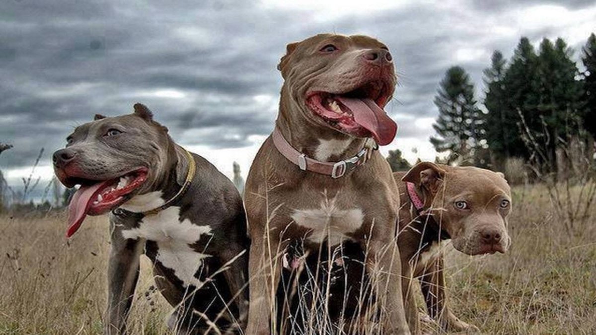 Фэнтези щенок