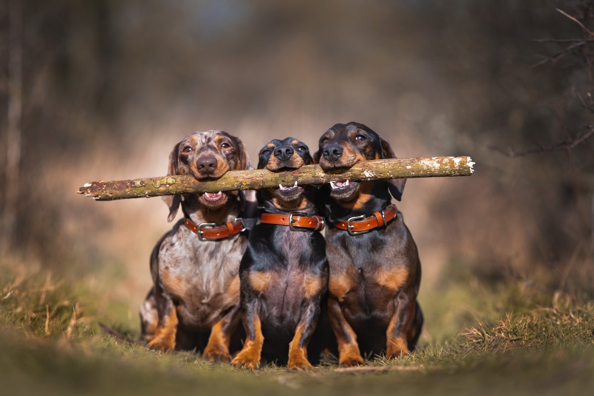 Малинуа Бельгийская птица