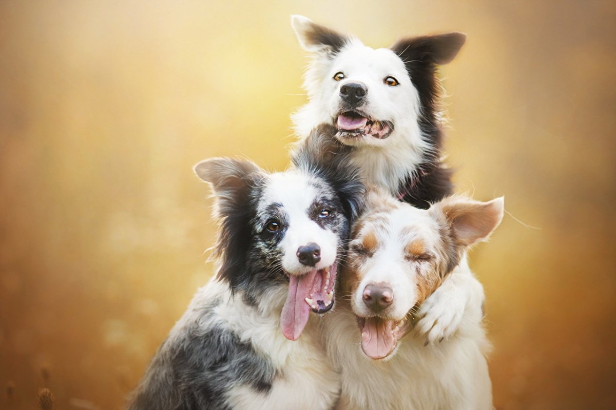 Бордер колли и шпиц