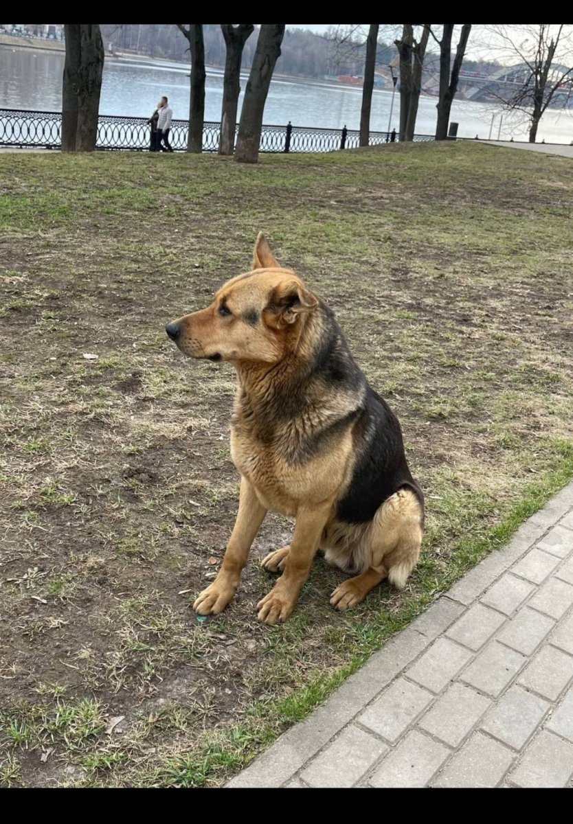 Животные помогают друг другу котики