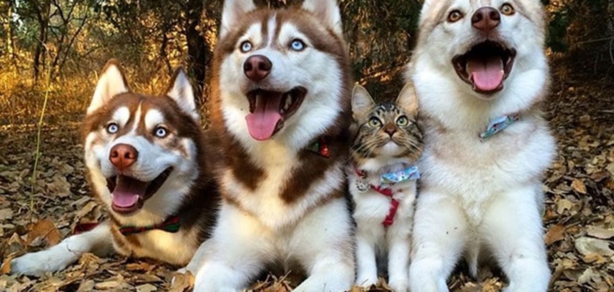 Забавные животные кошки и собаки