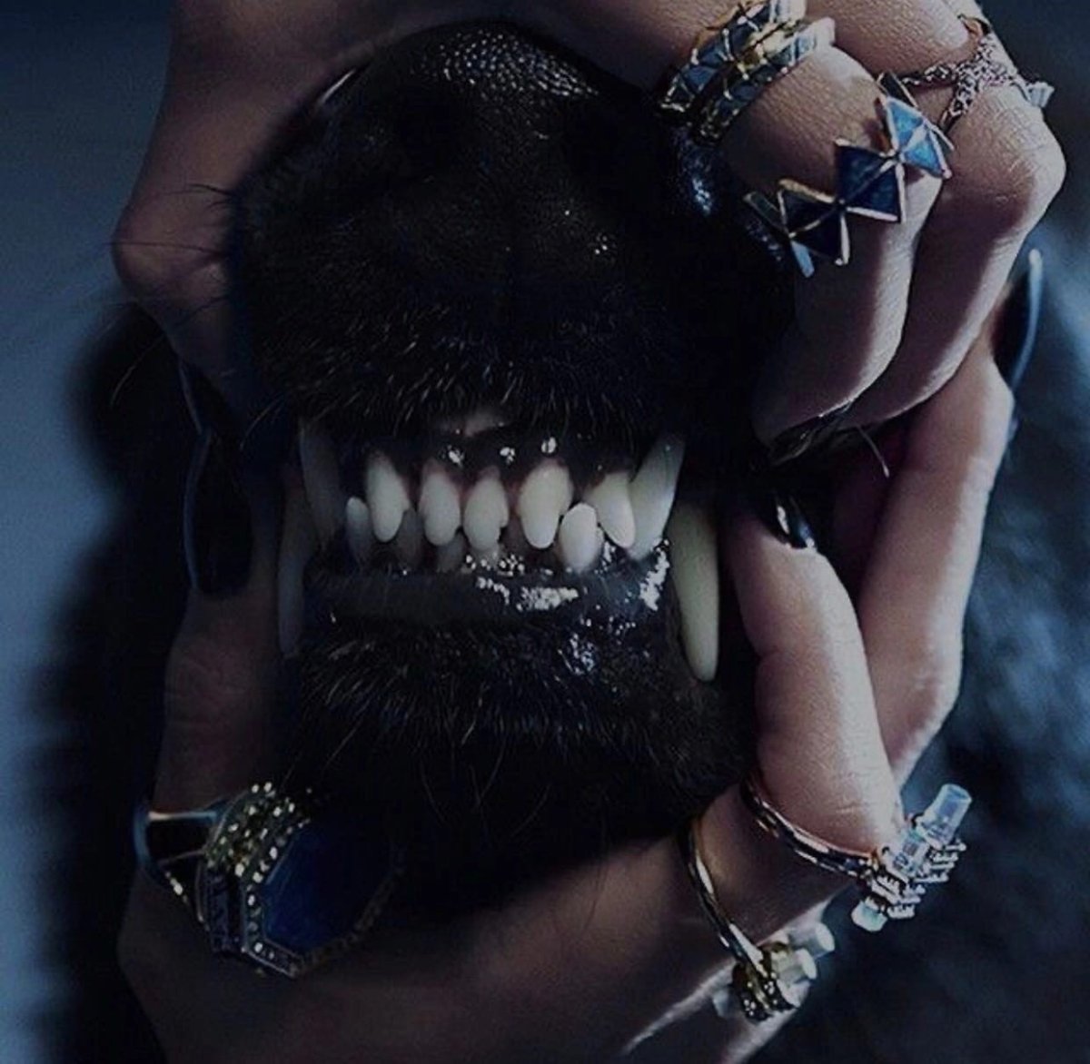 Шишколобый Гнидодав