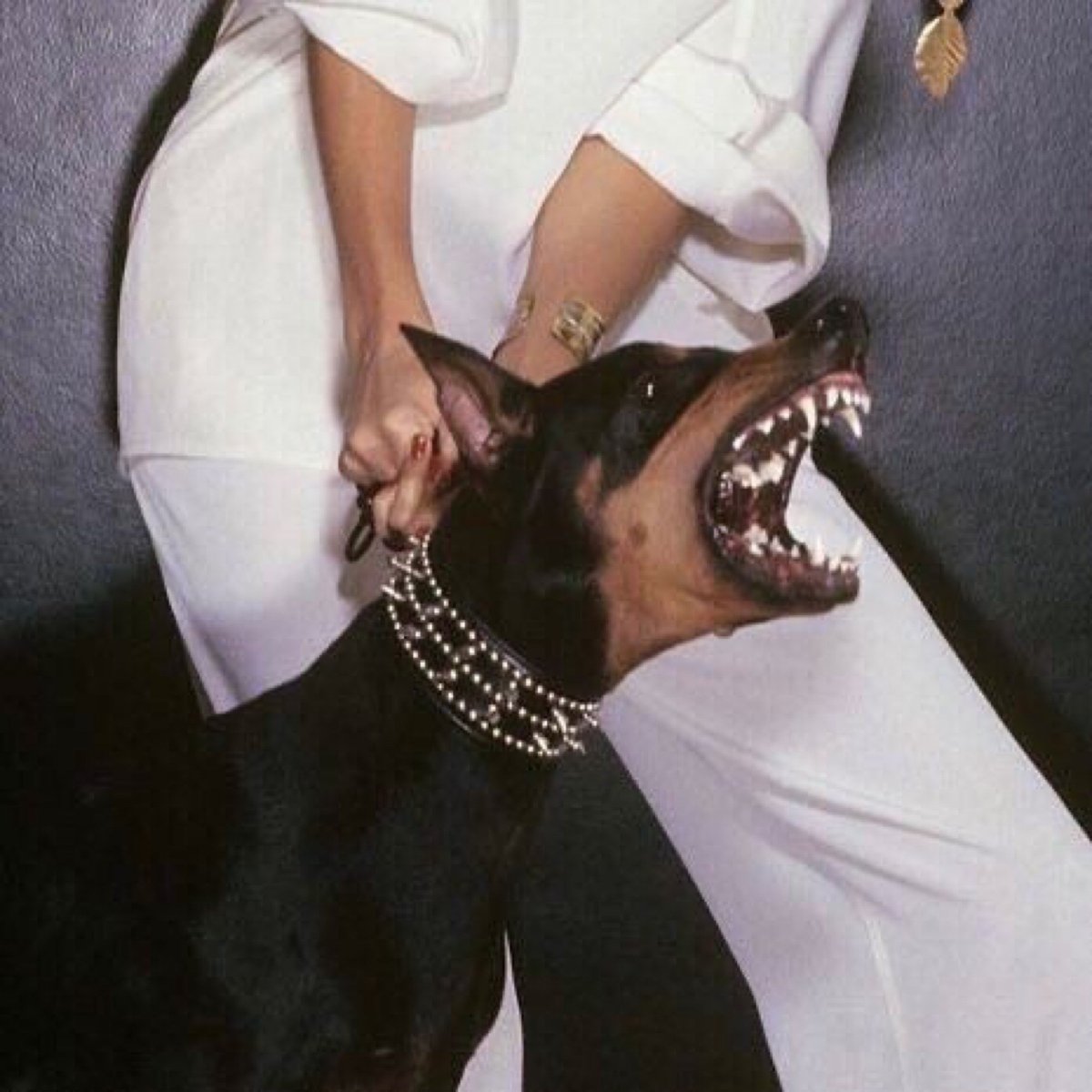 Доберман злой Эстетика