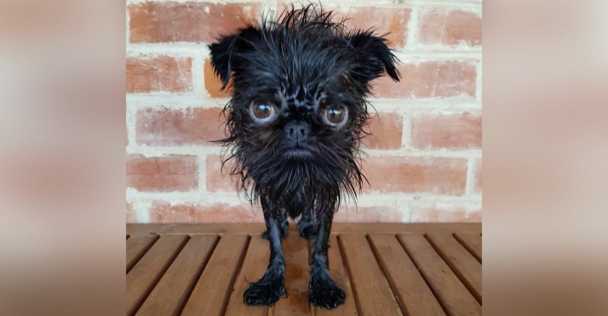 Генри Кавилл с собакой