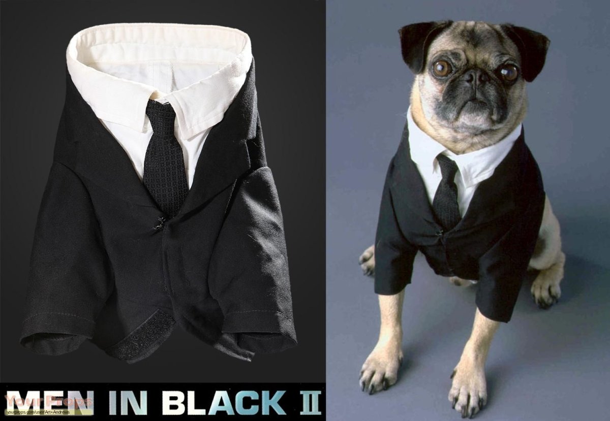 Доберман собака демон